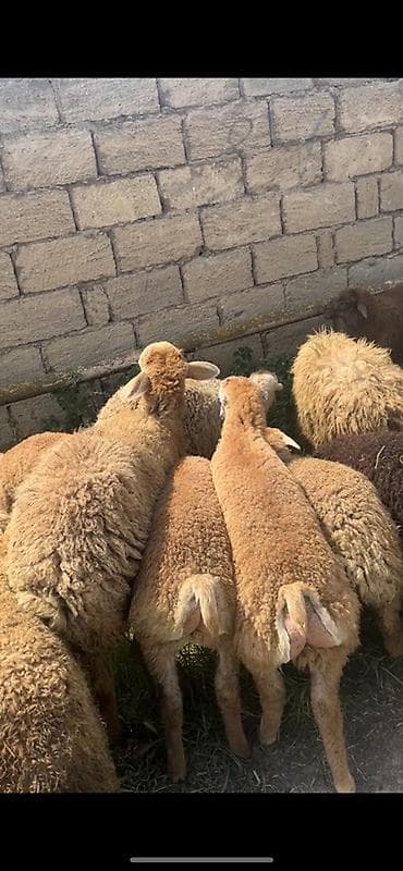 qoyun qoç: Təcili satilir 38 heyvandi son qiymətdi unvan baki — 2