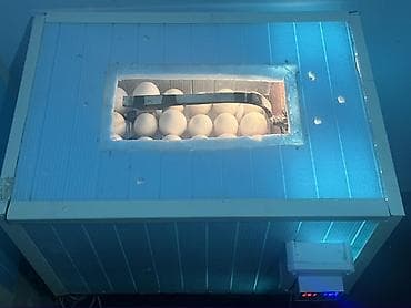 inkubator satiram: İnkibator 120 toyuq 70 qaz yumurtası tutur 1 ədəd deyil bu sadəcə — 4