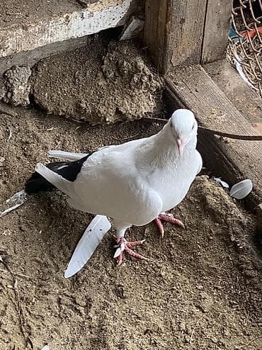 dərzi quşu: Salam bunnardan 2 si qalb satlıb qardasdar2’5 ci sekildeki qusdar qalb — 4