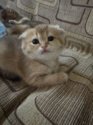 pişiy balası: Qızıl şinşilla, Erkək, Dişi, Yaxşı əllərə — 10