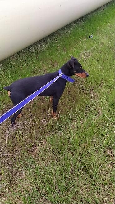 afçarka itləri: Miniatür pinçer — 3