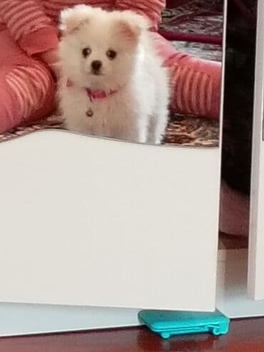 mehriban unun qiymeti: Шпиц, 3 месяца, Самка, С прививками, Платная доставка — 4