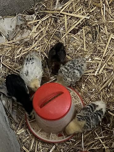 kent colpası: Toyuq cücələri, Damazlıq — 3