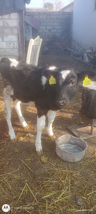 brama cucə satışı: 50 gunluk ivanovka buzovdu — 1