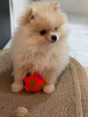 Şpitz, 2 ay, Erkek, Pulsuz çatdırılma lalafo.az -da Şpitz, 2 ay, Erkek, Pulsuz çatdırılma