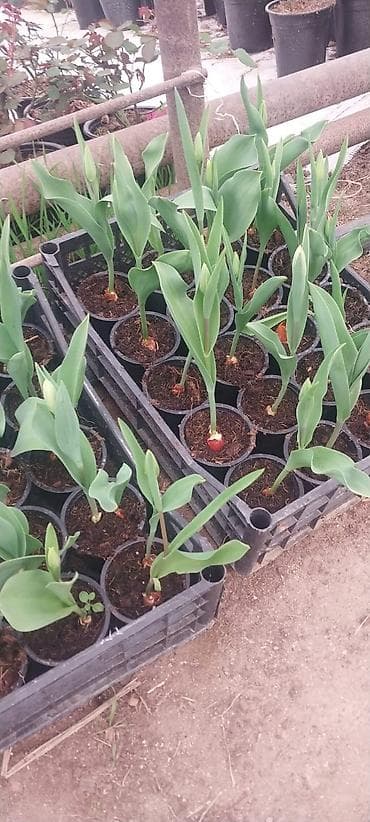 qir: Tulpan (lalə) saksı əkini – müxtəlif rənglər - Növlər: klassik lalə — 2