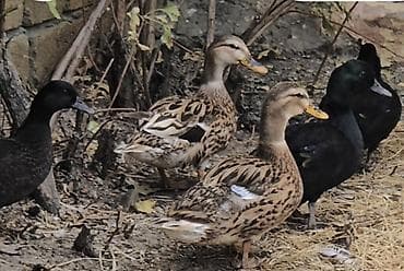 Sizi hovuzlarinizücün rəngli karlik ördeyler gara xamilion call duck
