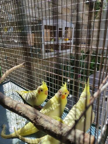 atla eşşəyin cütləşməsi: Bala korellalar yalniz zeng vitaminli — 4