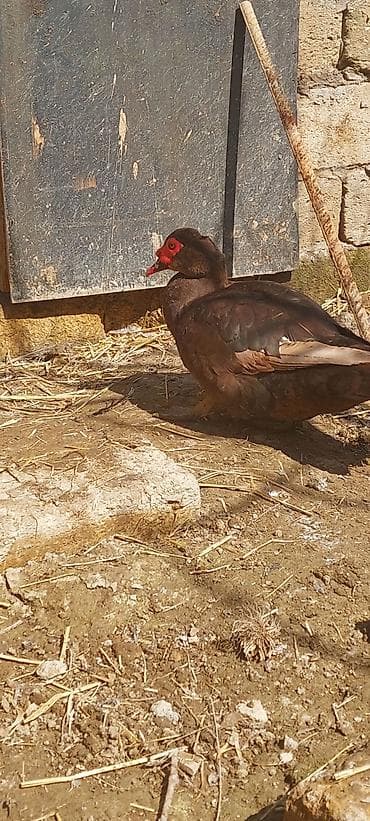 Lal ördək. Krasnadar. Erkək maya. 1 illik. Tam sağlam heyvanlardı