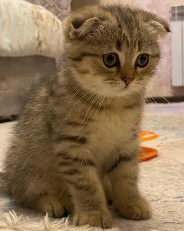 британская шиншилла баку: Британская, Самка, Самовывоз — 6