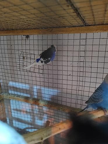 dalmatin: 3 ədəd bala vermiş 1 illik dişi papuqay. Cütə qoş bala versin. Cox — 4