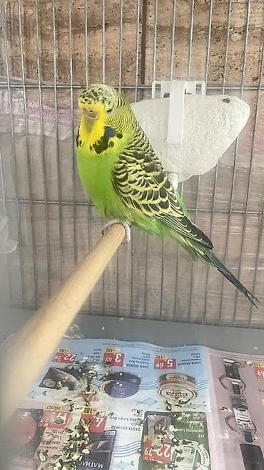 Məhsul: Dalmatin naxışlı, yaşıl-sarı rəng çalarında ara parakeet