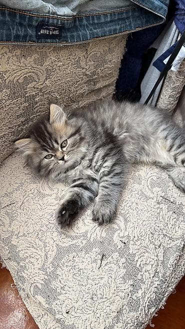 Pişiklər: Şotland — 8