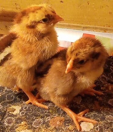 ordek balasi nece gune cixir: Red Viandot toyuq cinsinin çüçələri. Çüçələr 5 günlükdür tam saglam — 3