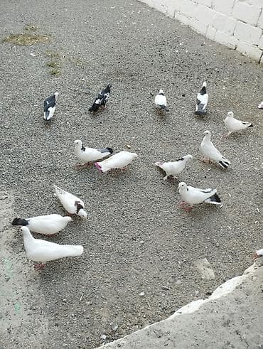 tovuz quşu qiyməti: Hoptum satilir 1ededi 15 aznden icinde deste boynugulluler ucanlar — 6