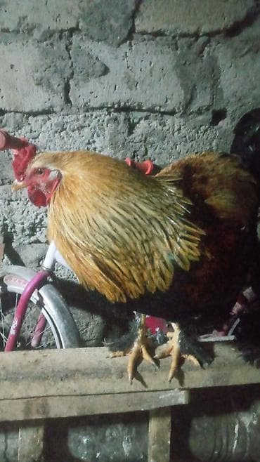 şəkər yem: Toyuq, Brama, Damazlıq — 2