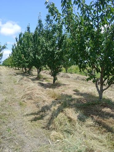 Букетные цветы: Məhsul: Gilas bağı (fidan/bağ sahəsi)salam Qusarin Qoxuroba kendinde — 3