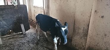 cins inek: Dana, buzov, Dişi, ay: 1, 90 kq, Damazlıq, Ünvandan götürmə — 2
