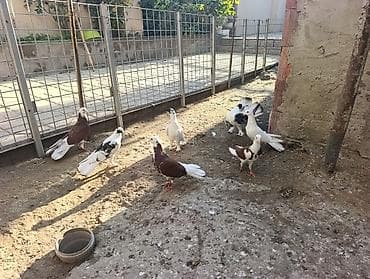 itler bala: Məhsul: Göyərçinlər – fərqli rəng və naxışlarda dekorativ/oyunçu — 10