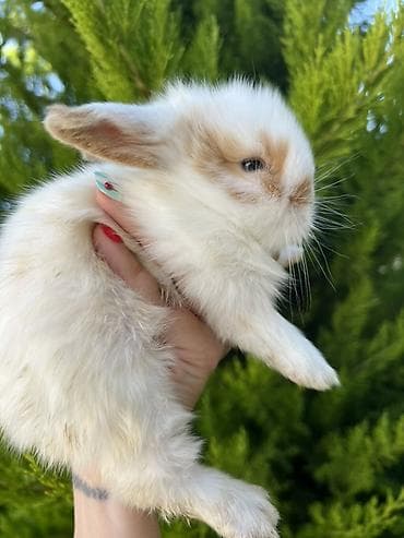 dovsan: 🐰 1 aylıq Mini Holland Lop balalarımız yeni yuvalarını axtarır. 🤍 ✅ — 2