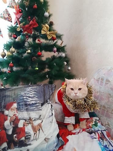 Ponçikin 3 yaşı var vaxdım yoxdu baxa bilmirəm deyə satıram 1 sunka