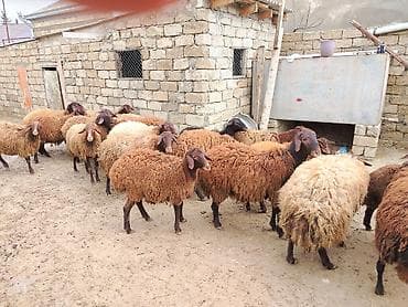 coban axtaranlar: Qoyun sürüsü – yerli ətlik/yunlu tip - Tərkib: eyni həyətdə — 3