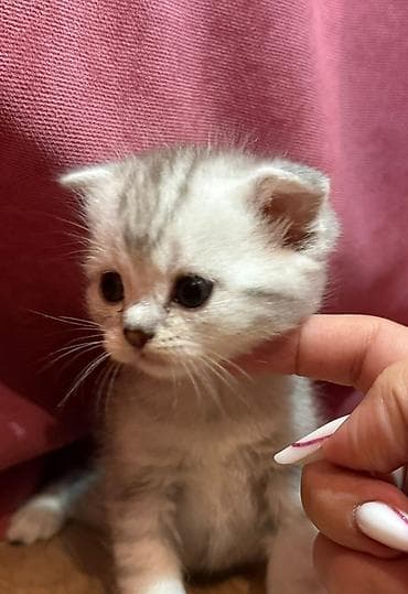 van pişik: Britan — 3