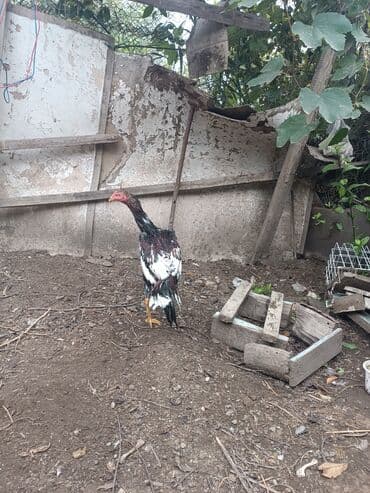 cins ineklerin qiymeti: Heyratilar satilir tergidirem deye ne heyvanim var hamsini satiram her — 9