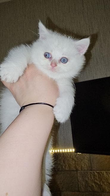 Ferrari: Шотландская, Самец, Самовывоз — 8