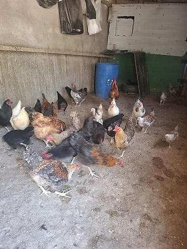quşlar: 10 yumurtuyan toyug 1 xoruz 13 dene colpa toyug altinan cixan 1 den — 4