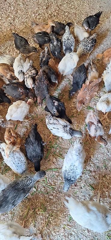 Toyuqlar: Toyuq cücələri, Damazlıq, Pulsuz çatdırılma, Ödənişli çatdırılma — 3