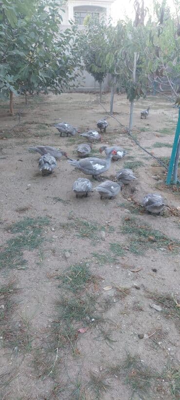 kayuqa ördək: Lavada ordeyleri satılır temiz qadilar — 9