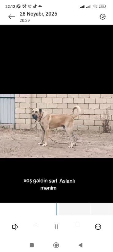 Quşlar: Kanqal, 3 il, Erkek — 3