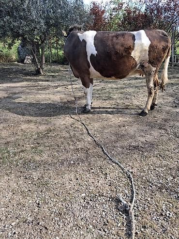 inekler ucar: Dişi, Simental, il: 5, Südlük, Ünvandan götürmə — 3