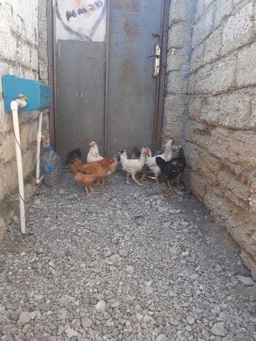 toyuga verilen adlar: Toyuq, Damazlıq — 2