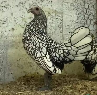 zümrüd ördək: Tek 100 ayam zemani cut 200m .qap — 24