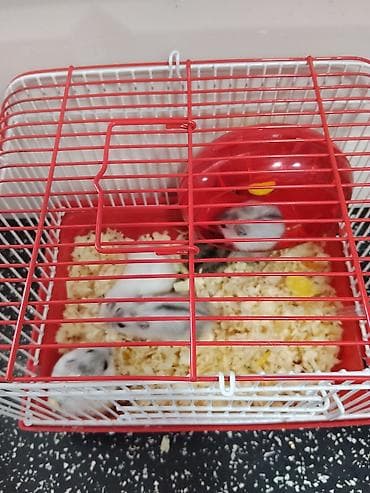 Heyvanlar üçün mallar: Cırtdan hamsterlər – qəfəs və aksesuarları ilə Məhsul təsviri: - — 3