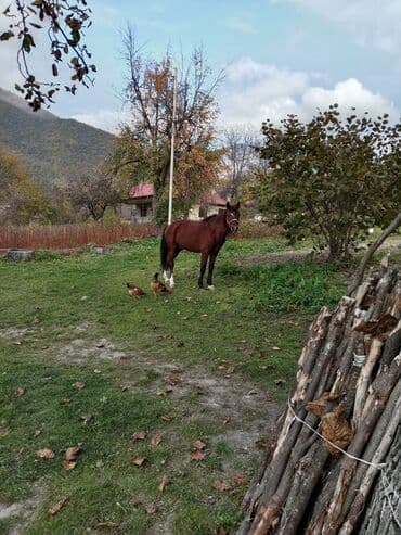 Erkək, il: 9, Ünvandan götürmə