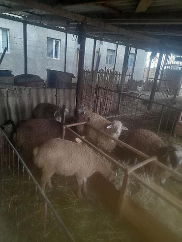 Птицы: Qoyun və quzu sürüsü - Növlər: müxtəlif rəngli yerli ətlik-yunlu — 2