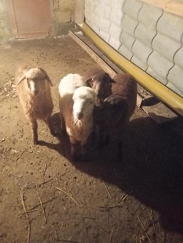 ucuz quzu: Qoyun-quzu satışı - Şəkillərdə 4 baş gənc quzu görünür (ağ və — 2