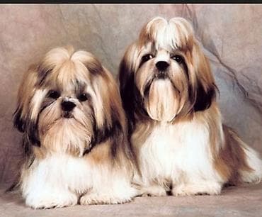 yem qabı: Shi-tsu — 7