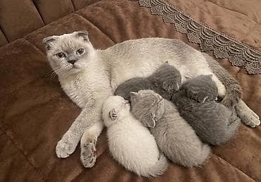 pişiy adlari: Şotland — 3