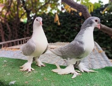 goyercin uzuyu: 1cut delfin sahiblendirilir Yasamaldadi - Növ: dekorativ — 3