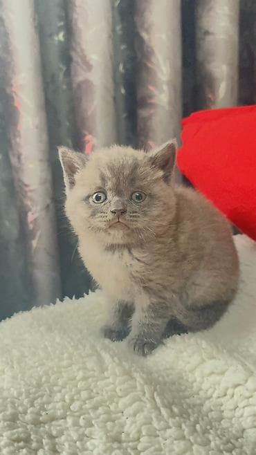 scottish: Şotland yastı qulaq, Erkək, Dişi — 2