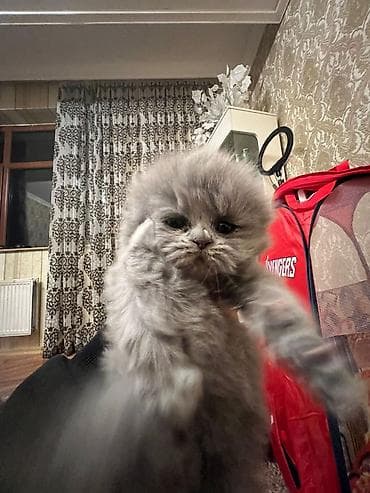 Кошки: Шотландская, Самец, Самка, В добрые руки, Самовывоз, Бесплатная доставка, Платная доставка — 4