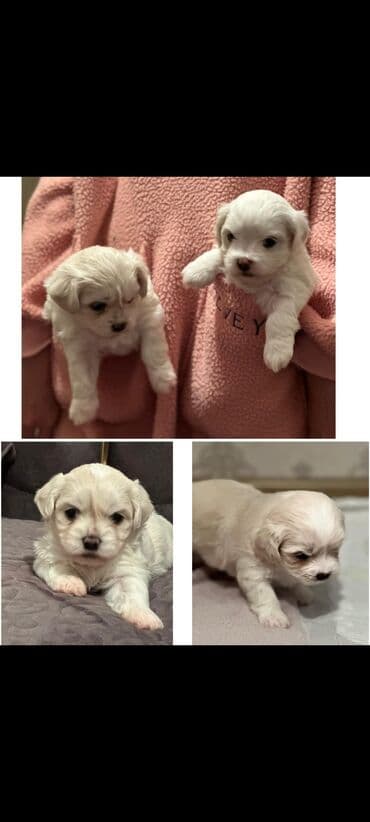 Digər heyvanlar: 1 ay, Erkek, Peyvəndli, Ünvandan götürmə — 1