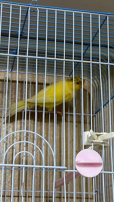 клетки для птиц: Hazir erkey oxuyur — 3