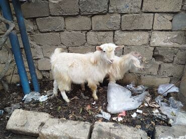 Satışa iki baş ağ tükü sıx, uzunsaçlı oğlaq/keçi (ehtimal ki, yerli