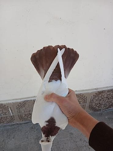 papuqay quş: Hamsi satilir oz damazdiq heyvanlarimdi bezi prablelere gore satiram — 2