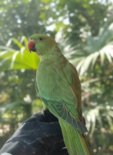 Məhsul: Yaşıl tutuquşu (al qanadlı/üzüklü tutuquşu tipli) lalafo.az -da Məhsul: Yaşıl tutuquşu (al qanadlı/üzüklü tutuquşu tipli)